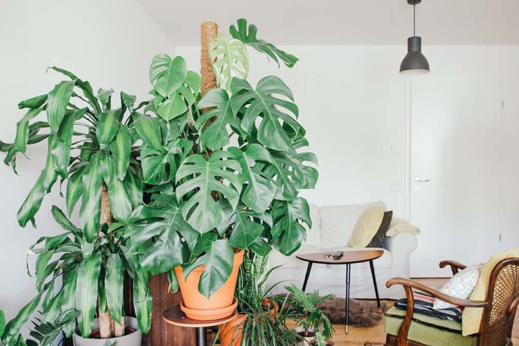 6. Fill Your Home With Plants Image